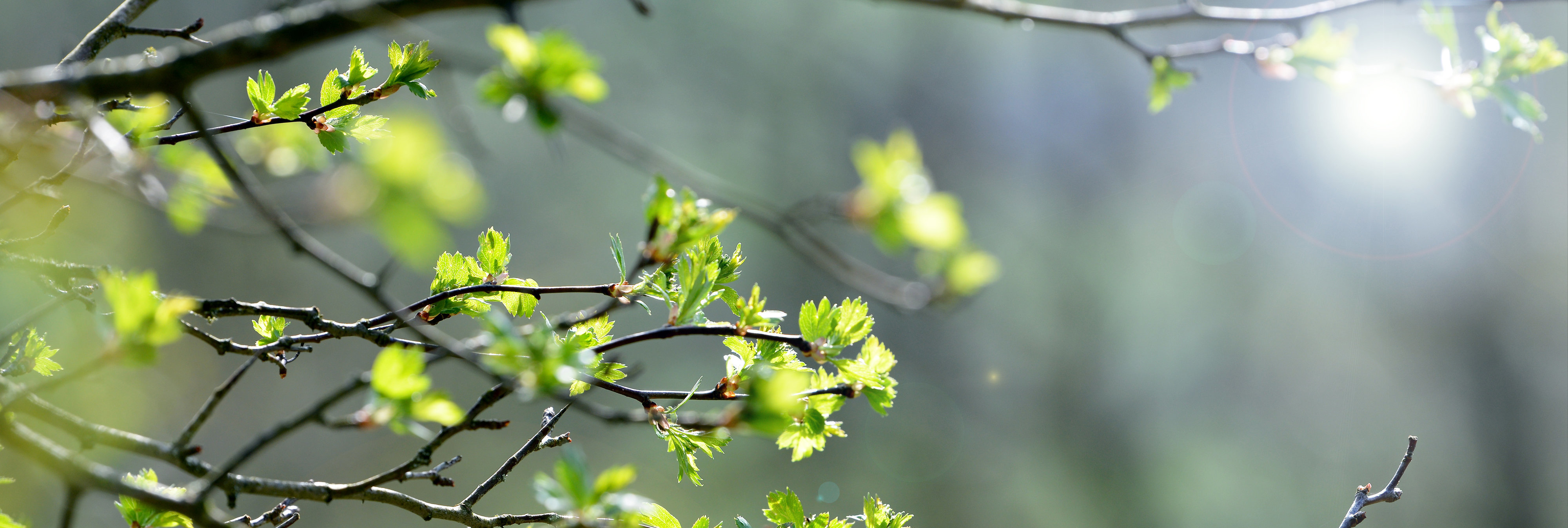 Gottesdienste in unserer Gemeinde